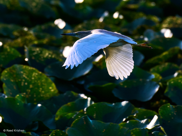 WWF CEE Annual Report 2024: Resilience in Action