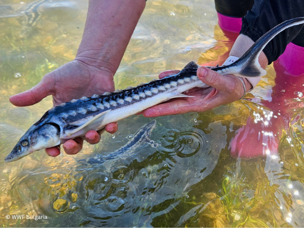 Ahead of World Migratory Fish Day, over 30,000 sturgeons released into the Danube River in Bulgaria
