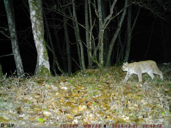 Hungary is effectively losing its Eurasian lynx