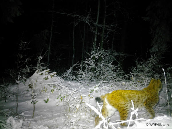 The lynx that crossed three countries without ever leaving home