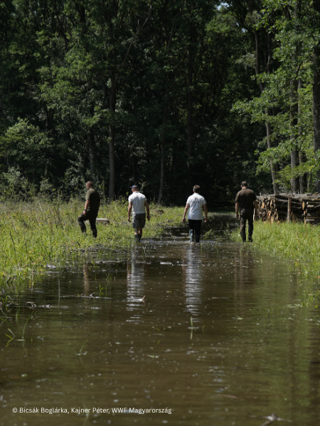 Hungary tests new water retention method by flooding Bereg ash forest