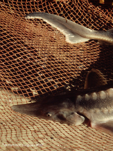 Bulgaria introduces a permanent ban on sturgeon fishing in the Danube River and the Black Sea