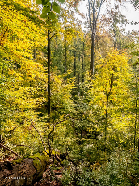 More than 10,000 people urge stronger protection of Slovakia’s UNESCO national park in line with EU nature commitments