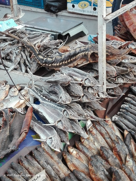 A decade of evidence exposes the scale of wildlife crime targeting Europe's last wild Danube sturgeons