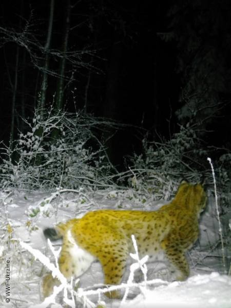 The lynx that crossed three countries without ever leaving home