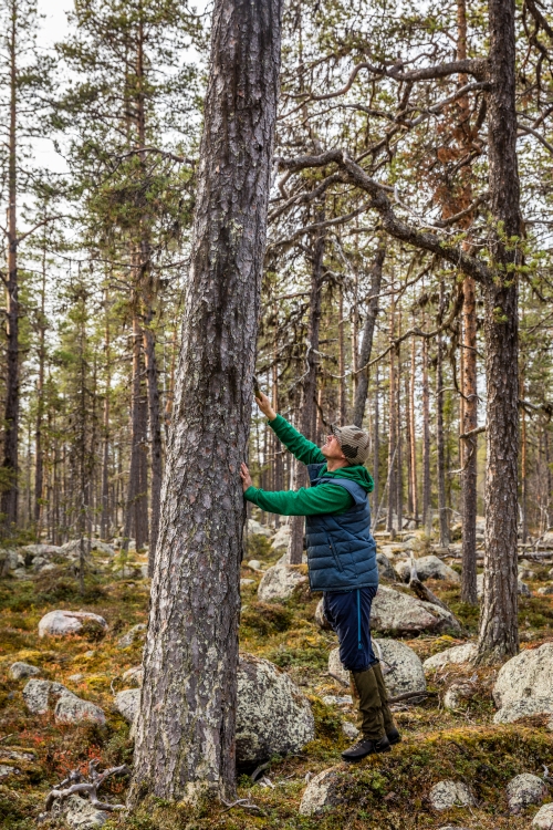 Sebastian Kirrpu with a 600+ year old pine, in Norrbotten, Sweden. Forests, sea grasses, coral reefs and savannahs can store carbon and provide crucial habitats.