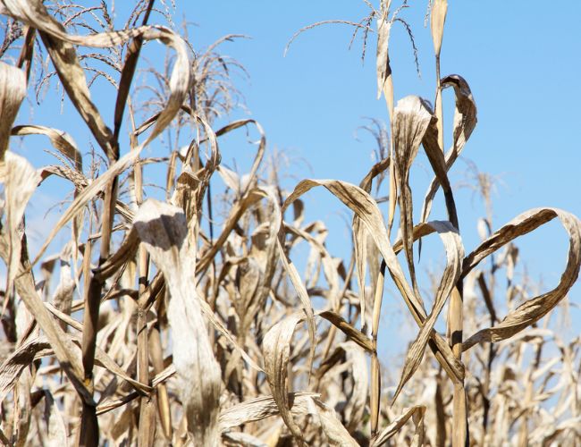 The AGRI Committee turned a blind eye to farmers’ problems while devastating floods and droughts become more and more frequent