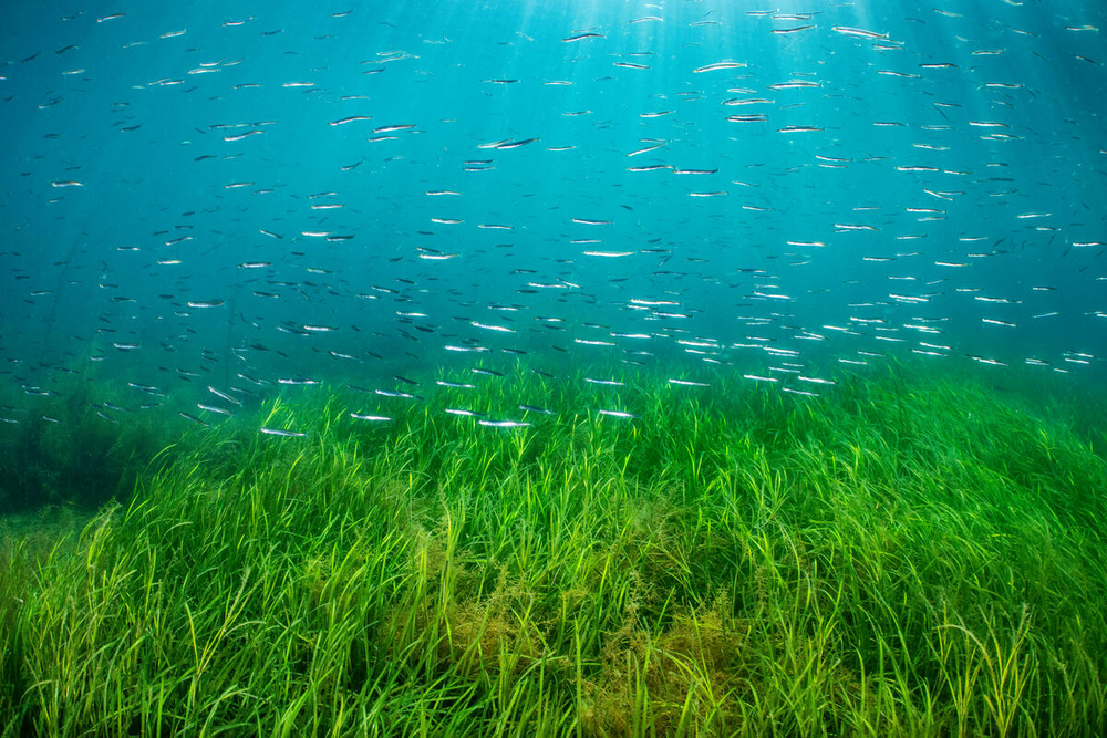 School of lesser sand eels (Ammodytes tobianus) swimming over an eelgrass (Zostera marina) seagrass meadow in shallow water.