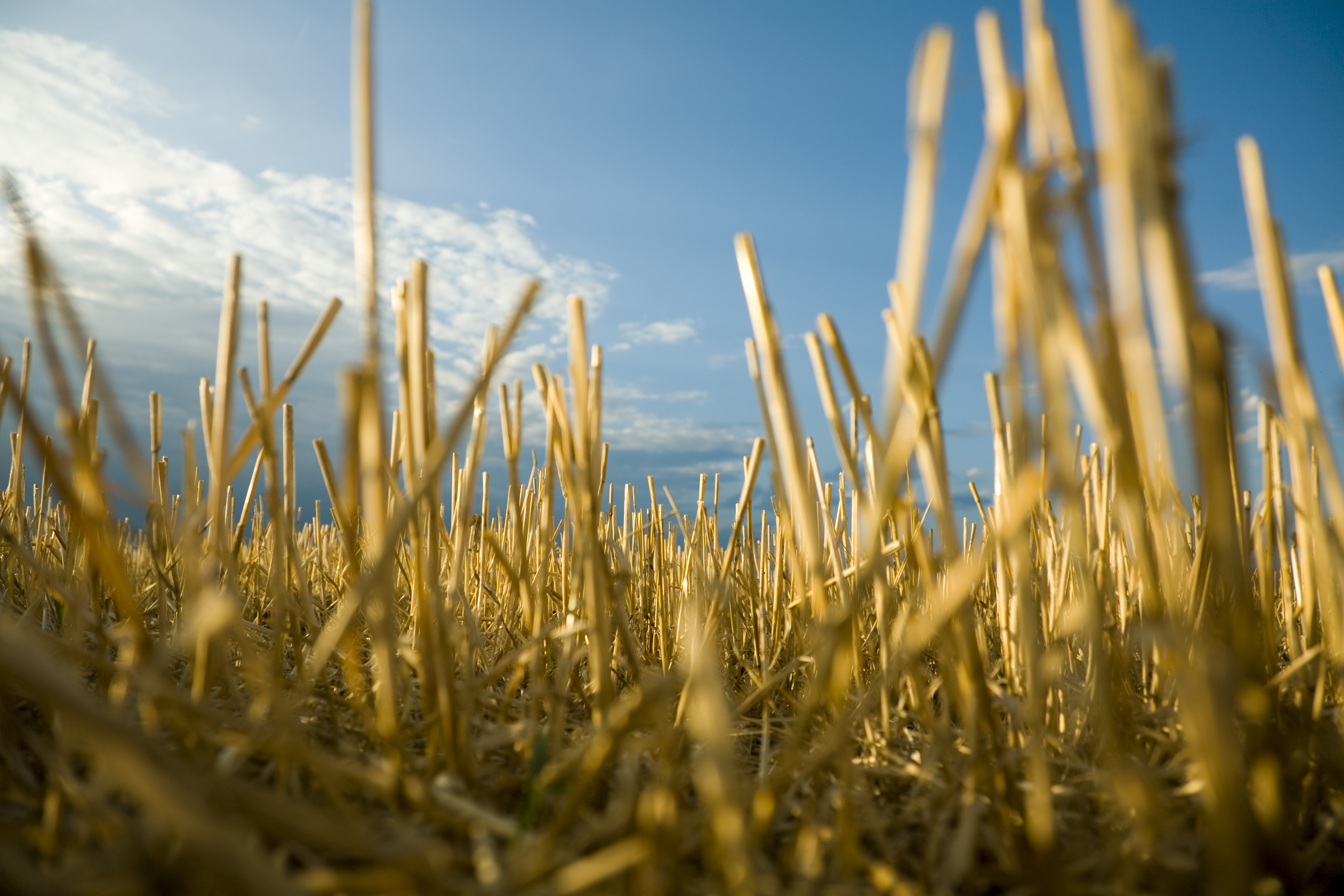 Healthy ecosystems are essential for long-term food security