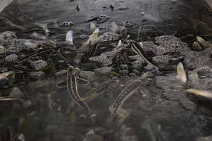 These fish play an essential role in the health of rivers, lakes and wetlands by maintaining a complex food chain.