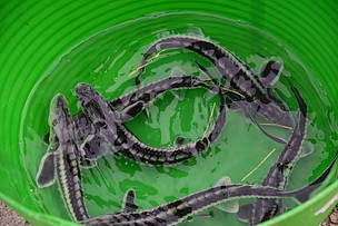 Not only sturgeons, but most populations of migratory freshwater fish species have declined on average, by 93% in Europe since 1970.