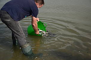 Not only sturgeons, but most populations of migratory freshwater fish species have declined on average, by 93% in Europe since 1970.