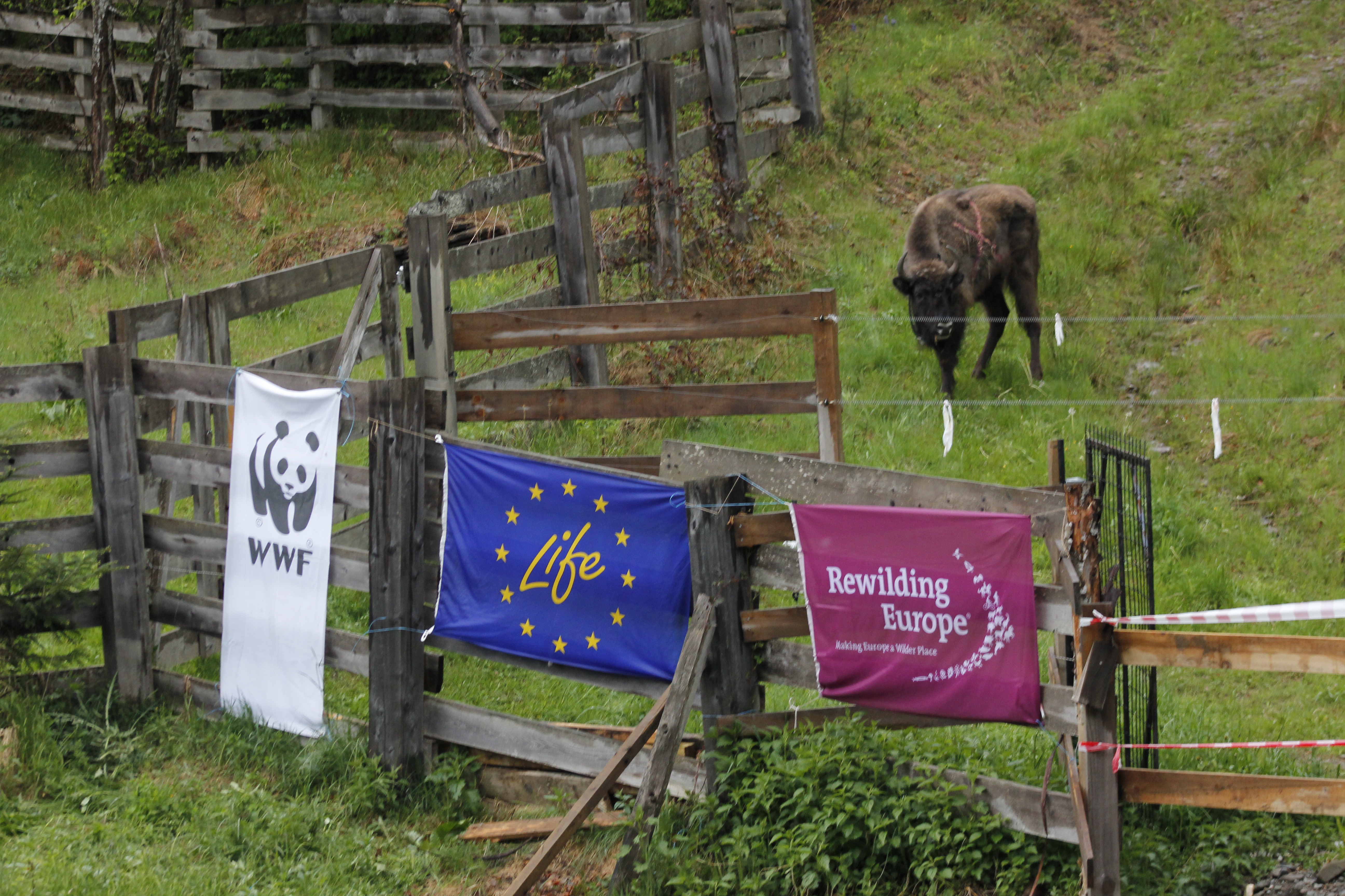 Bison bonasus, the largest land mammal in Europe, is an umbrella species that safeguards the quality of life of other species in the food chain