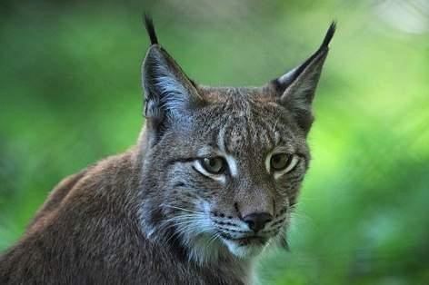 Lynx in Hungarian forests