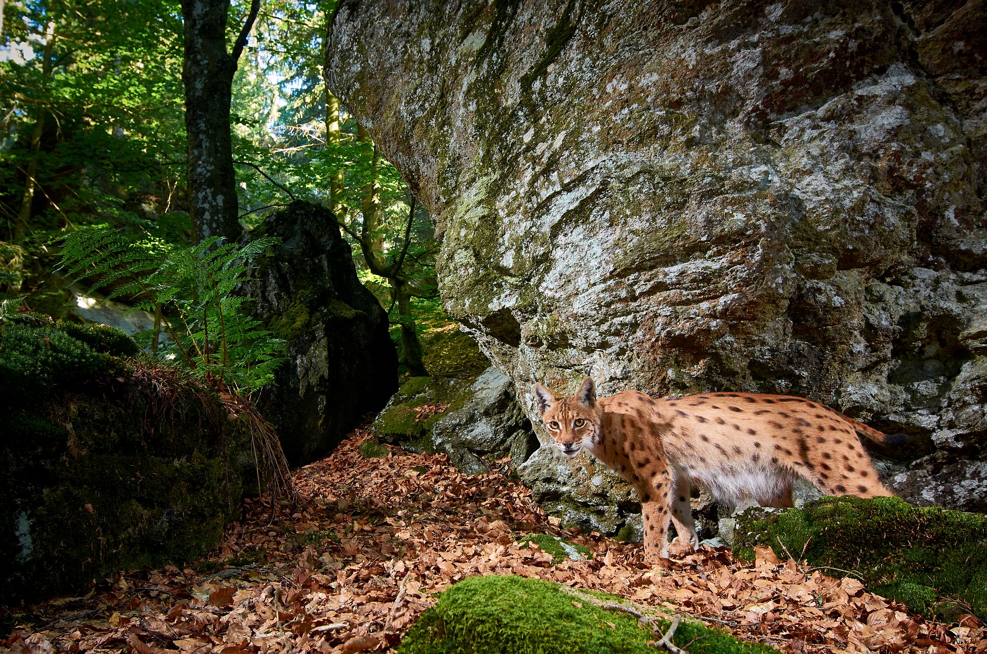 With a shoulder height of up to 70 cm and a body length of up to 120 cm, the Eurasian lynx is about as big as a German shepherd.