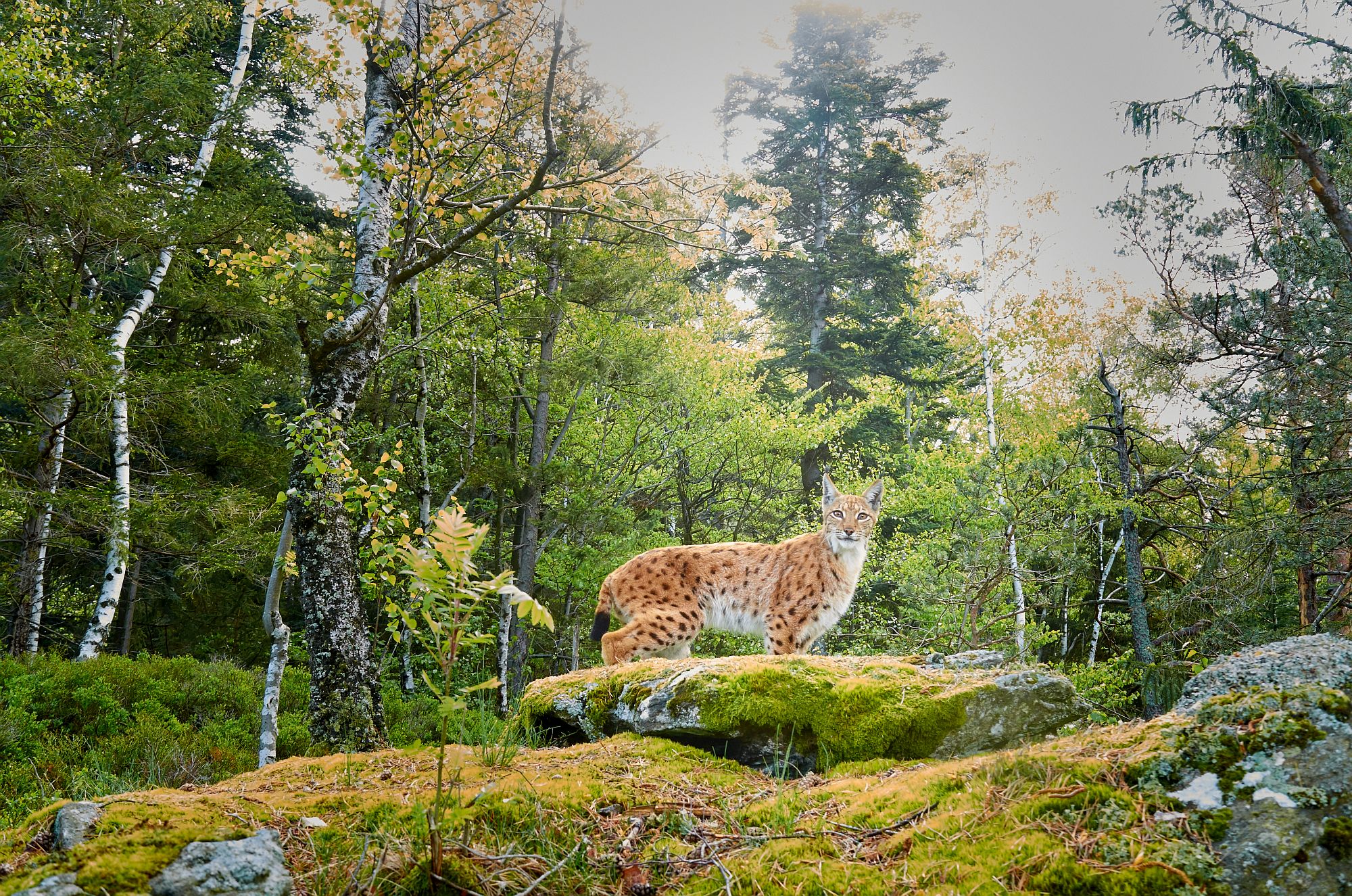 Each lynx has a different coat pattern. Similar to the human fingerprint, lynx can be individually identified by this pattern.